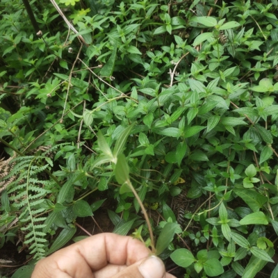 原生态糯米藤根糯米菜蔓薴麻捆仙绳米浆藤糯米团红米藤雾水葛新鲜