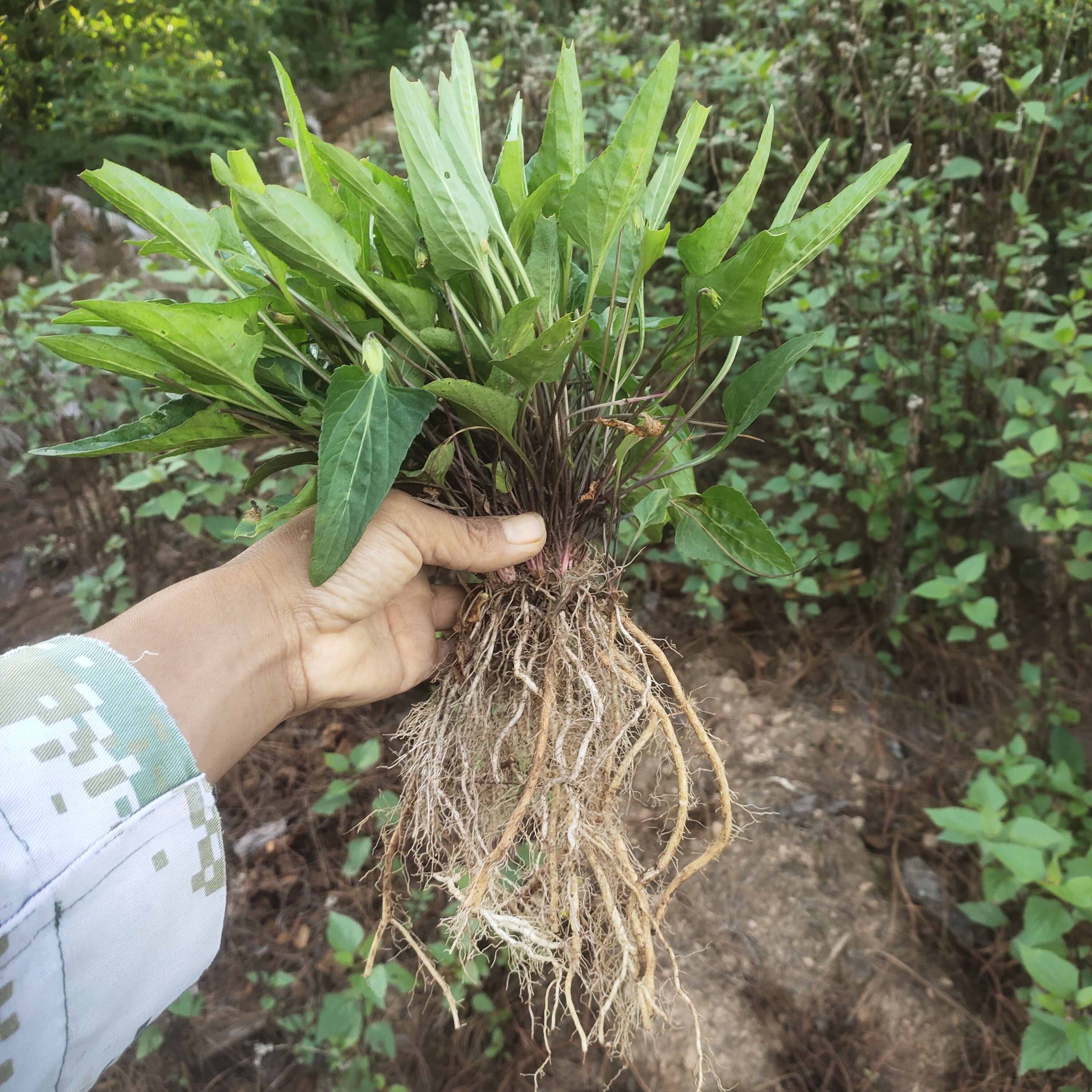 云南深山紫花地丁苗地丁草犁头草小鸡菜光瓣堇菜水陆缸微景观植物