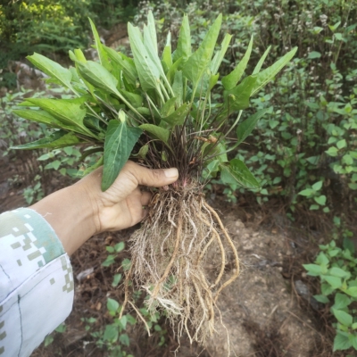 云南深山紫花地丁苗地丁草犁头草小鸡菜光瓣堇菜水陆缸微景观植物