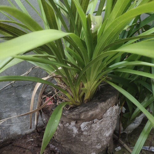 云南宽叶虎头兰蕙兰盆栽花卉细叶虎头兰名贵兰花喜阴植物精品兰花
