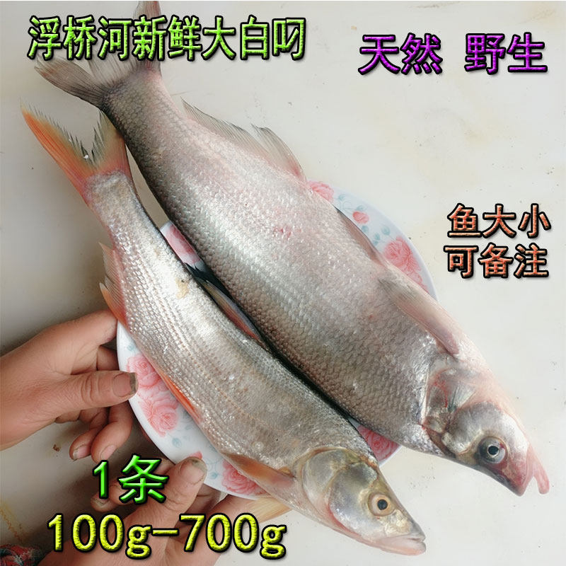 【湖北黄冈】大白刁翘嘴鱼刁子鱼淡水鱼类