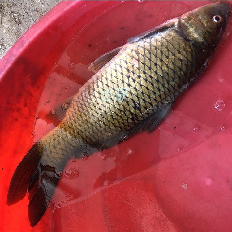 黄金鲤鱼湖北淡水鱼新鲜鲜活大小水产现杀食用1斤