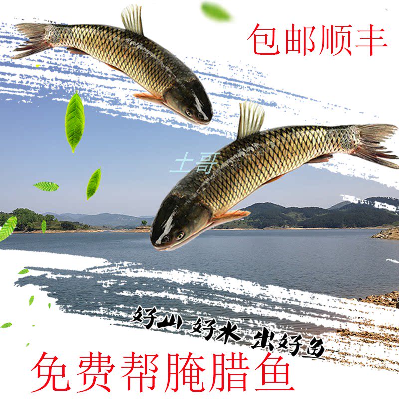 食用淡水鱼草鱼水产鲜活鲩鱼草鲩新鲜整条免费腌腊鱼1斤