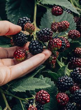 黑莓与月桂叶 韩国CANDLEWORKS香薰精油香精  精油套餐1 链接下单