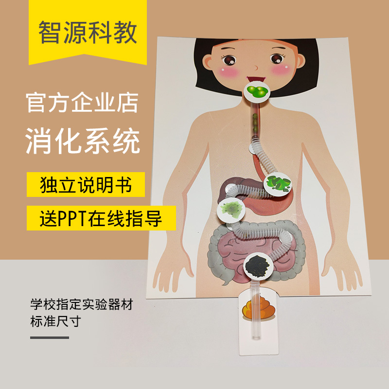 儿童科学小实验幼儿园手工diy骨骼认知早教益智生物玩具消化系统-封面