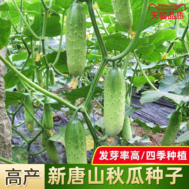 唐山大秋瓜种子 旱黄瓜阳台盆栽 秋黄瓜种籽四季播早春四季寿光