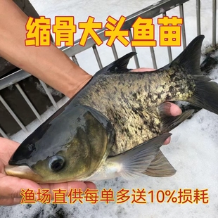 缩骨大头鱼苗 花鲢鱼苗 胖头鱼苗缩骨 鳙鱼苗包邮