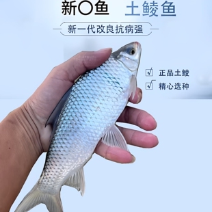 广东鲮鱼苗 土鲮鱼苗淡水养殖麦鲮鱼苗广州发货