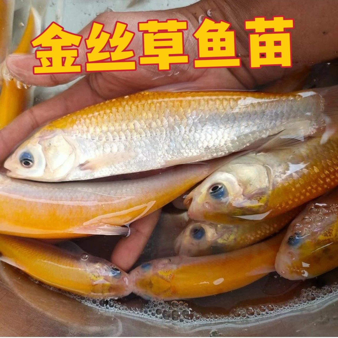 金丝草鱼苗 金草鱼苗 金丝鲩 黄金鲩 淡水养殖广州发货