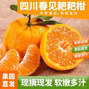正宗四川浦江特级春见粑粑柑当季丑桔子耙耙柑孕妇水果10斤包邮橘