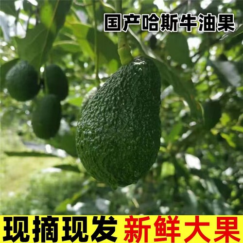 国产新鲜牛油果当季熟果无丝包邮