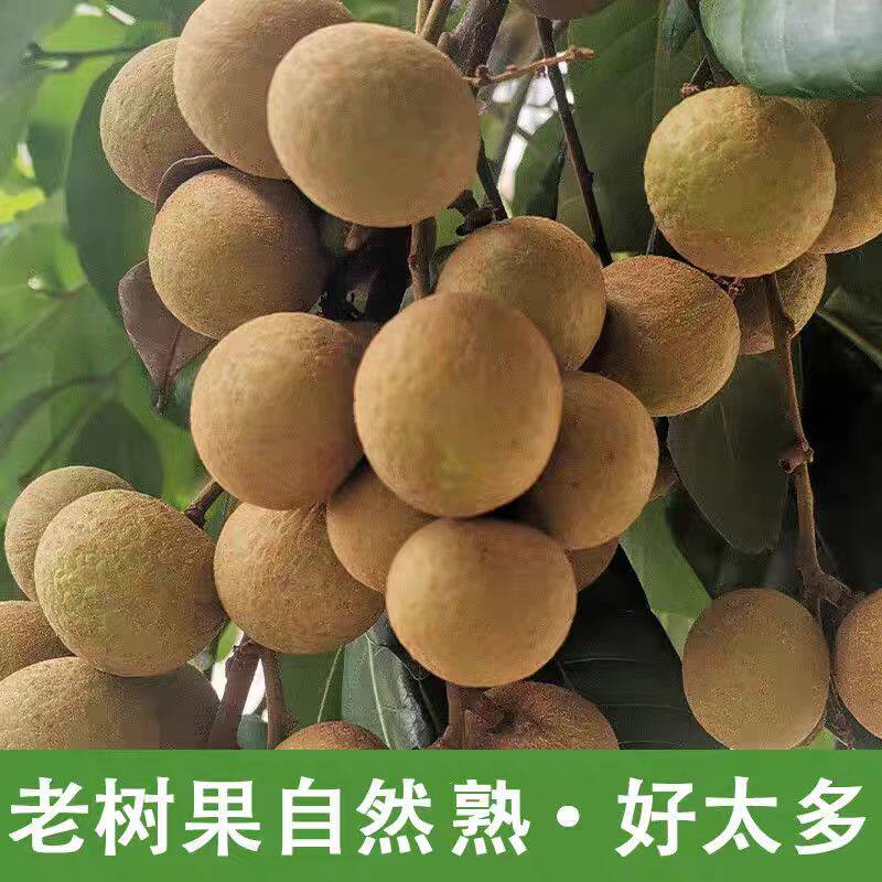 广东茂名现摘石硖龙眼顺丰包邮5