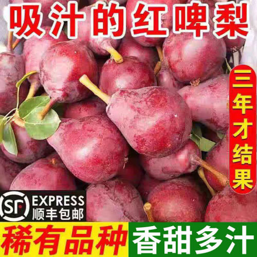 山西当季红皮啤梨大果特级可吸汁