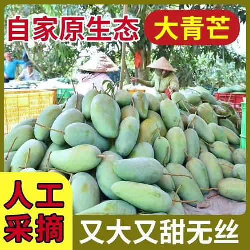 新鲜大青芒脆生芒果可酸野熟吃甜