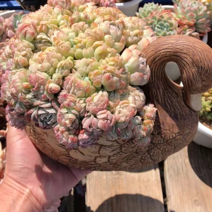 香妃月影缀化一物一拍