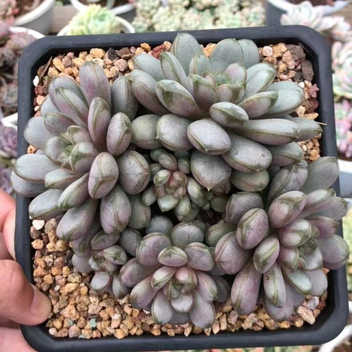 云南多肉植物葡萄老桩一物一拍