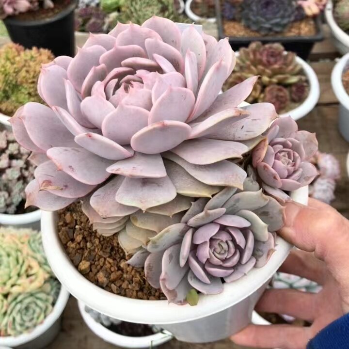 云南多肉植物粉蝶老桩一物一拍