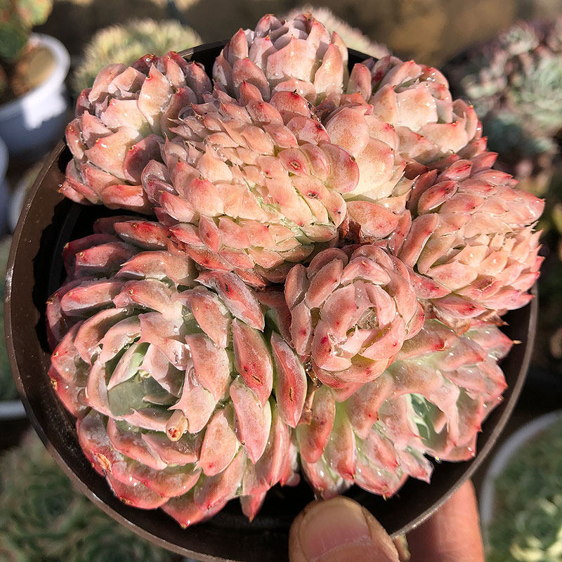 云南露养肉肉多头群生果冻月影系多肉植物雅典娜香妃缀化一物一拍