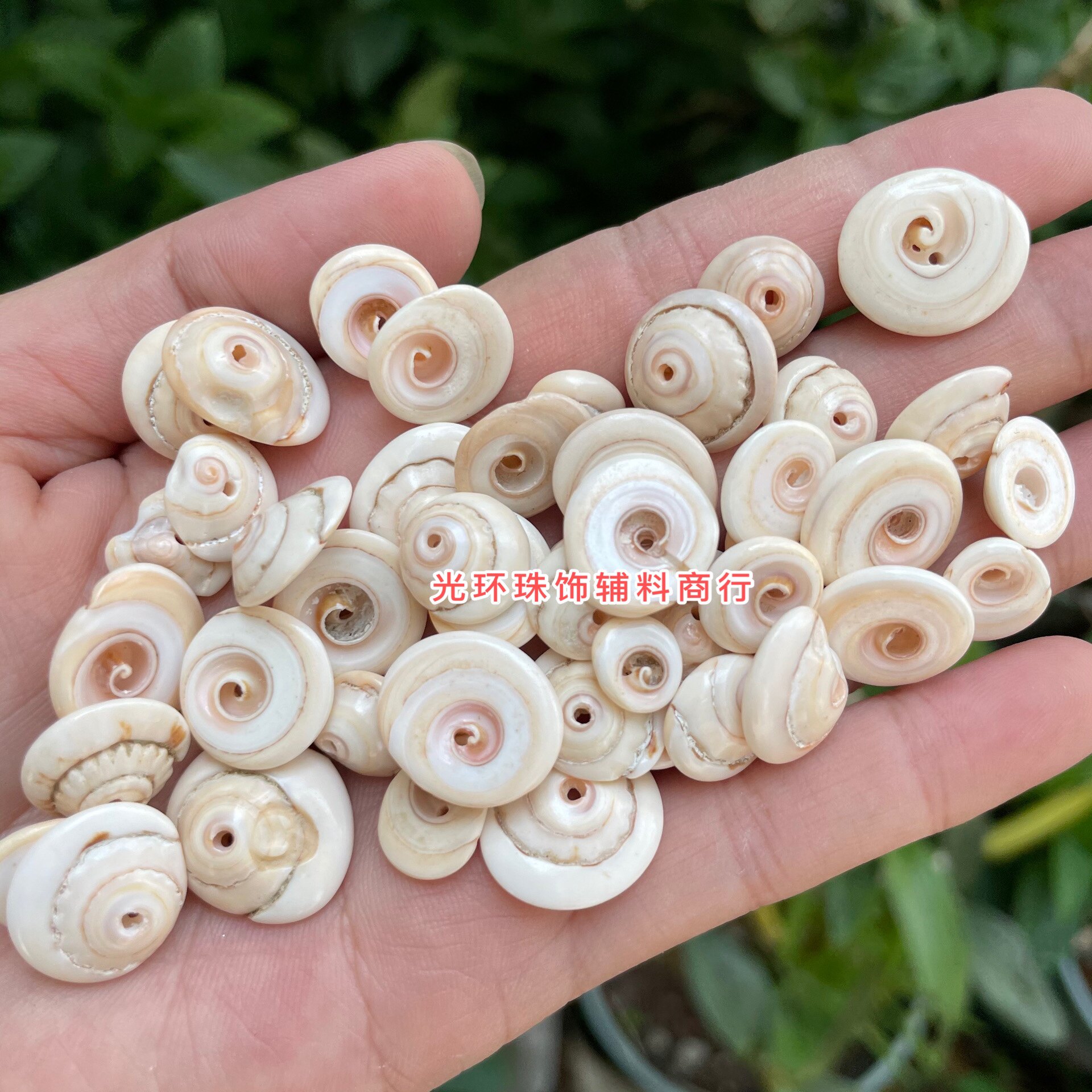 10mm-16mm不规则天然中孔螺尾珠 DIY材料贝壳珠子 手工饰品螺纹珠