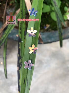 进口材料 金光彩白色10mm平梅花亮片 透明彩白花形亮片 DIY材料