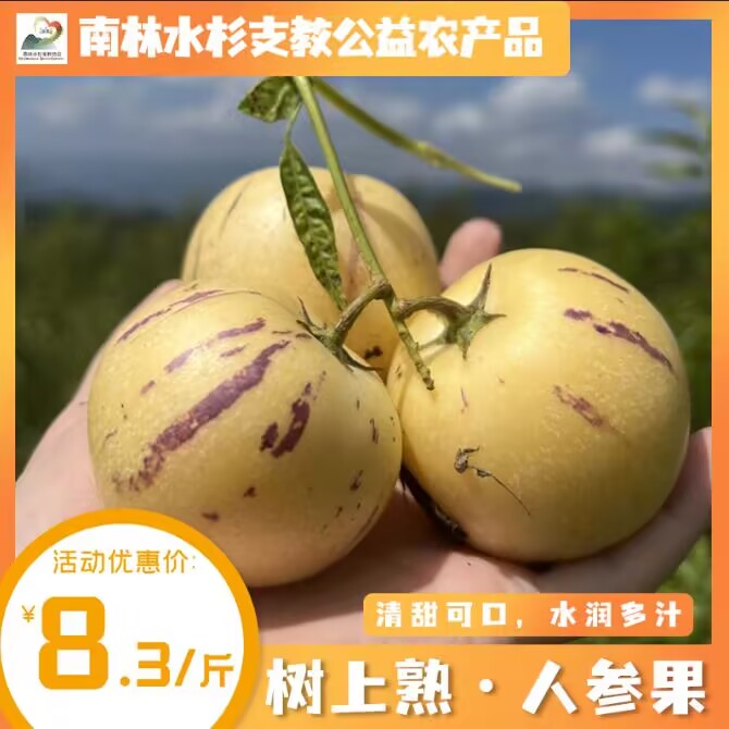 水杉支教公益南林人参果顺丰多汁