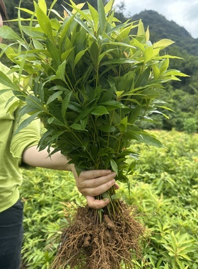 正宗金丝楠木苗小叶桢楠树苗楠木树苗楠木杯苗保湿保鲜包邮发货
