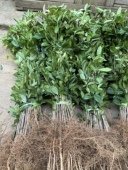 优质桂花苗八月桂金桂苗广西桂花树苗占地赔青树苗1到3年苗 包邮