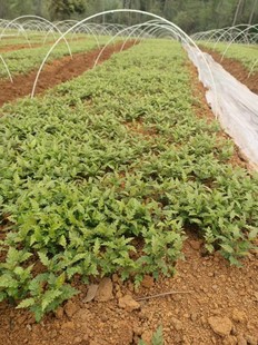 优质杨梅实生苗杨梅苗野生杨梅苗杨梅小苗杨梅芽苗杨梅嫁接砧木