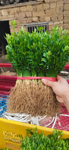 枳壳苗积壳芽苗绿篱刺苗积壳砧木苗枸橘苗直生树苗柑橘靠接砧木