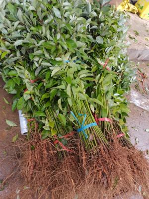 供应香樟苗大叶樟小叶樟树香樟木苗占地绿化造林苗木包邮