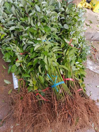 供应香樟苗大叶樟小叶樟树香樟木苗占地绿化造林苗木包邮