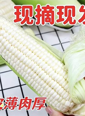重庆高山糯玉米当季新鲜既甜又糯白粘糯现摘白糯玉米农家自种