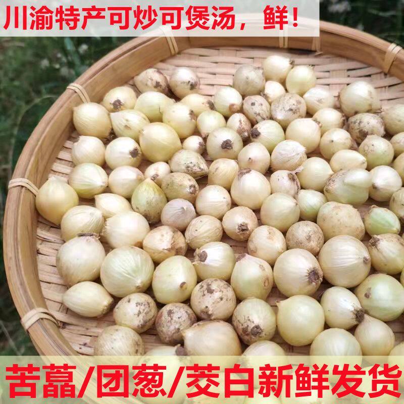 正宗苦藠头新鲜四川野生野小蒜腌制泡菜现挖批发苦荞头薤白団葱芥