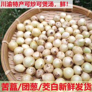 正宗苦藠头新鲜四川野生野小蒜腌制泡菜现挖批发苦荞头薤白団葱芥