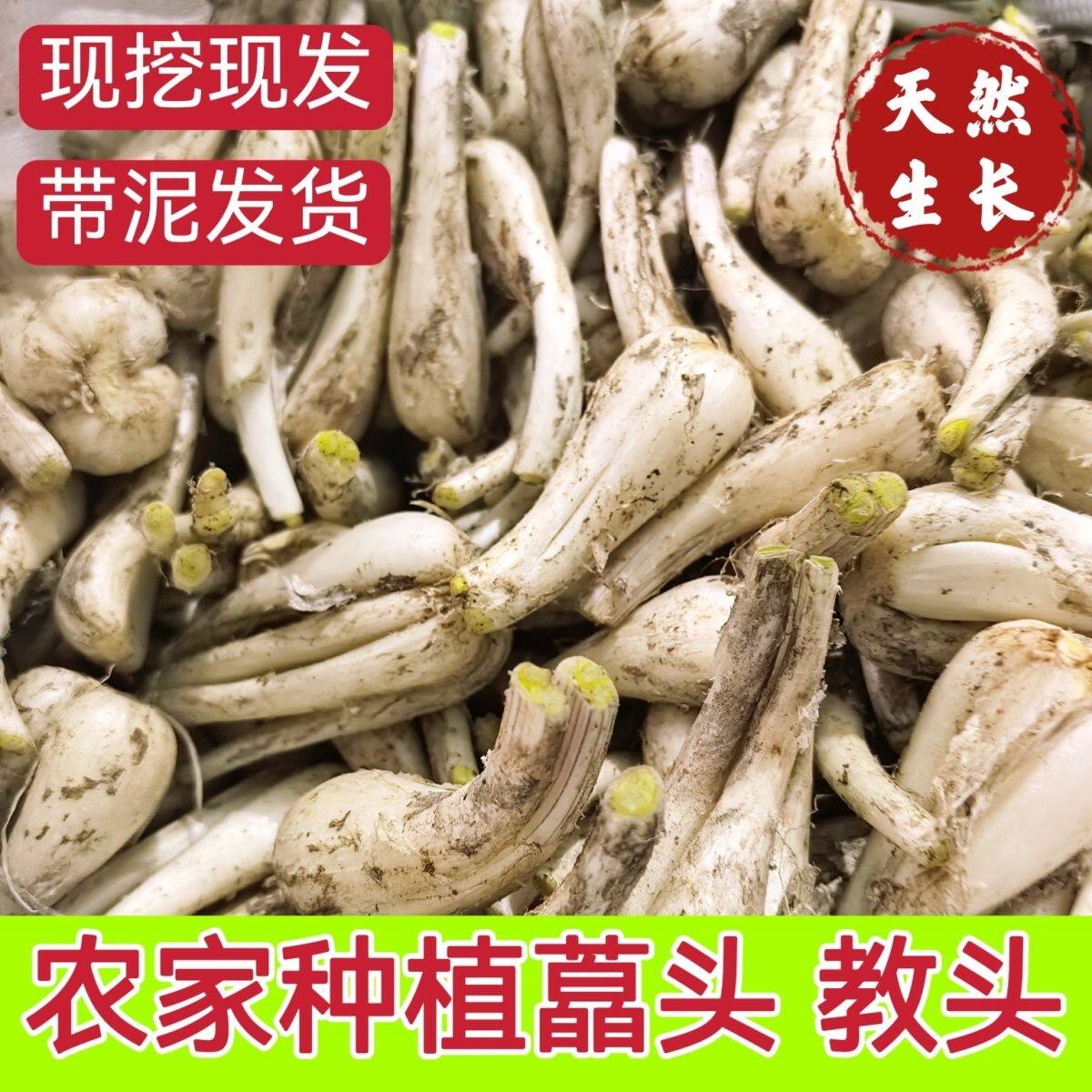 藠头新鲜无叶荞头教头茭头炒菜食用泡菜凉拌泡酸四川农家自种蔬菜