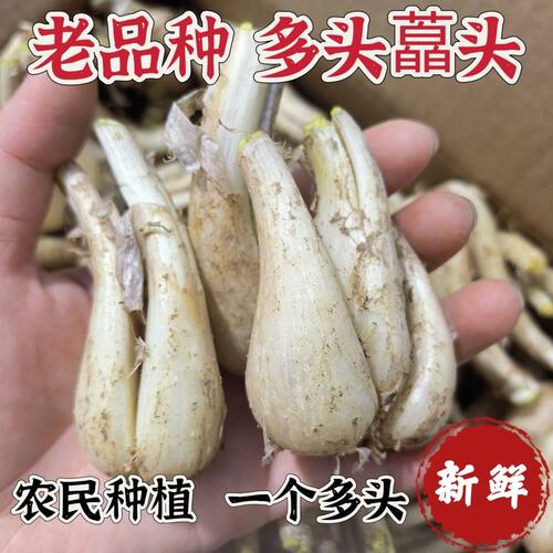 【现挖新鲜】当季荞头现挖新鲜大藠头当季蔬菜茭头农家地自种教头