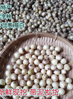 现挖苦藠川头渝特产深山野生新鲜小根蒜团葱小蒜头茭头野葱头薤白