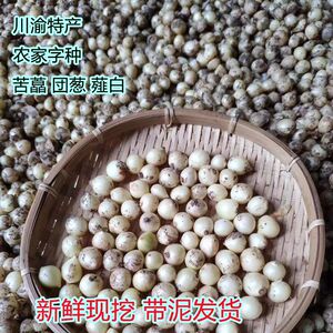 现挖苦藠川头渝特产深山野生新鲜小根蒜团葱小蒜头茭头野葱头薤白