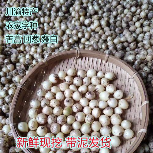现挖苦藠川头渝特产深山野生新鲜小根蒜团葱小蒜头茭头野葱头薤白