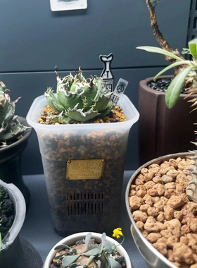 Masses m&m包豪斯金属铭牌块根植物多肉可视化观根控根透气花盆