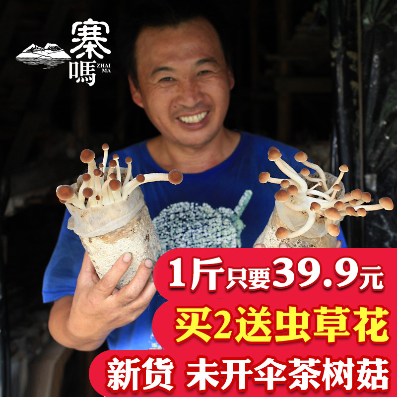 【寨吗】新货茶树菇干货500g农家自产茶薪菇农家种植广昌特产