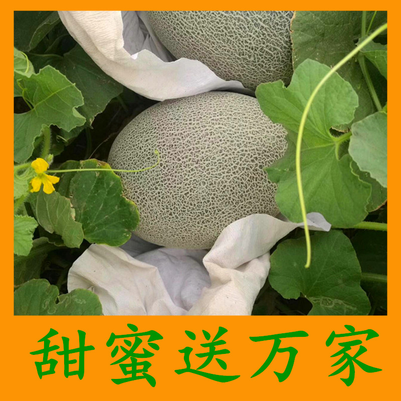 甜蜜之都新疆直发哈密瓜脆甜10到12斤淖毛湖西州蜜25号17号红心脆