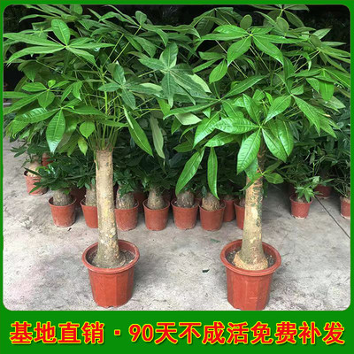 大盆栽发财树绿植基地直销