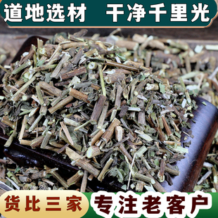 【任选3件包邮】千里光 千里光 中药材正品新货 千里光草药精选