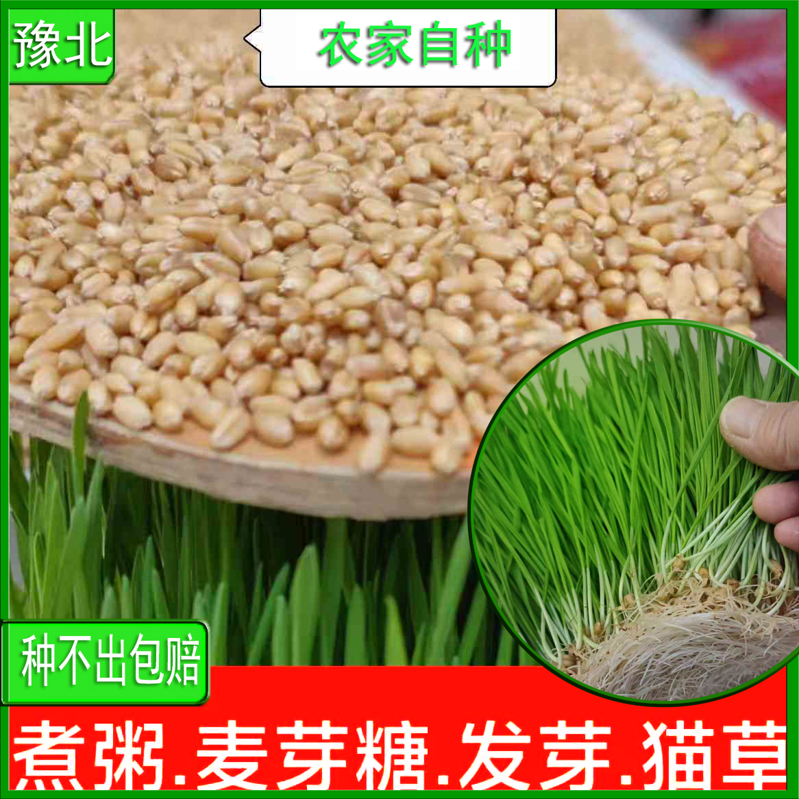 河南新小麦带皮小麦粒发芽麦芽糖特色米/面粉/杂粮