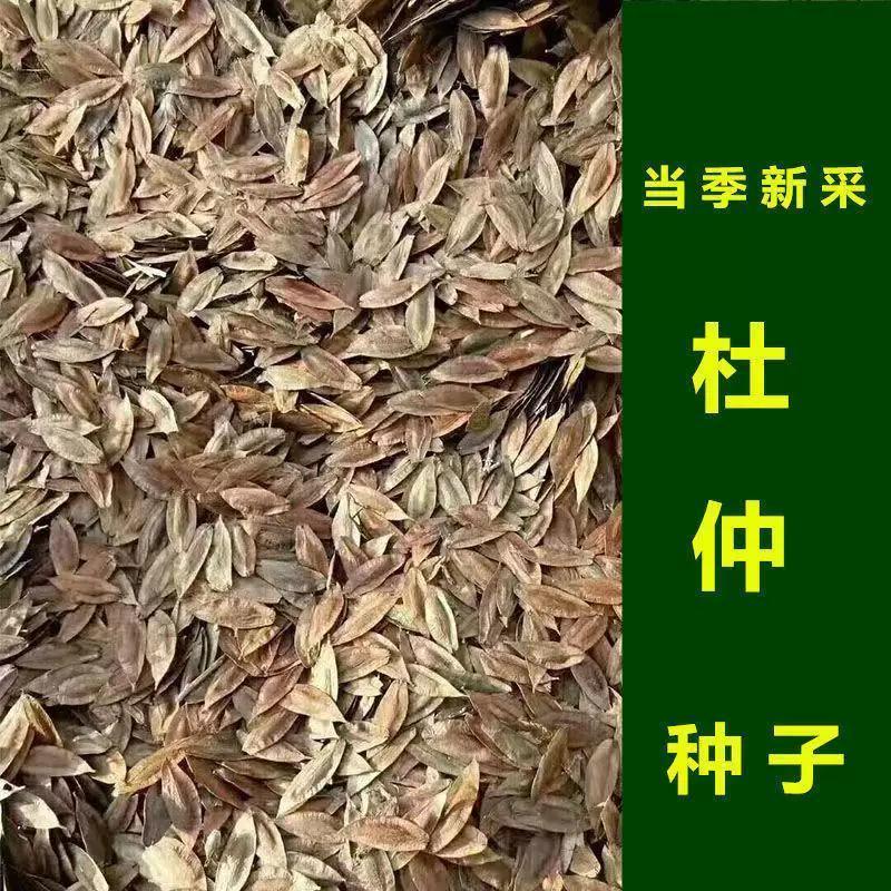 当年新采杜仲树籽 中药材 优质散装秋季春季播种绿化植物林木种子