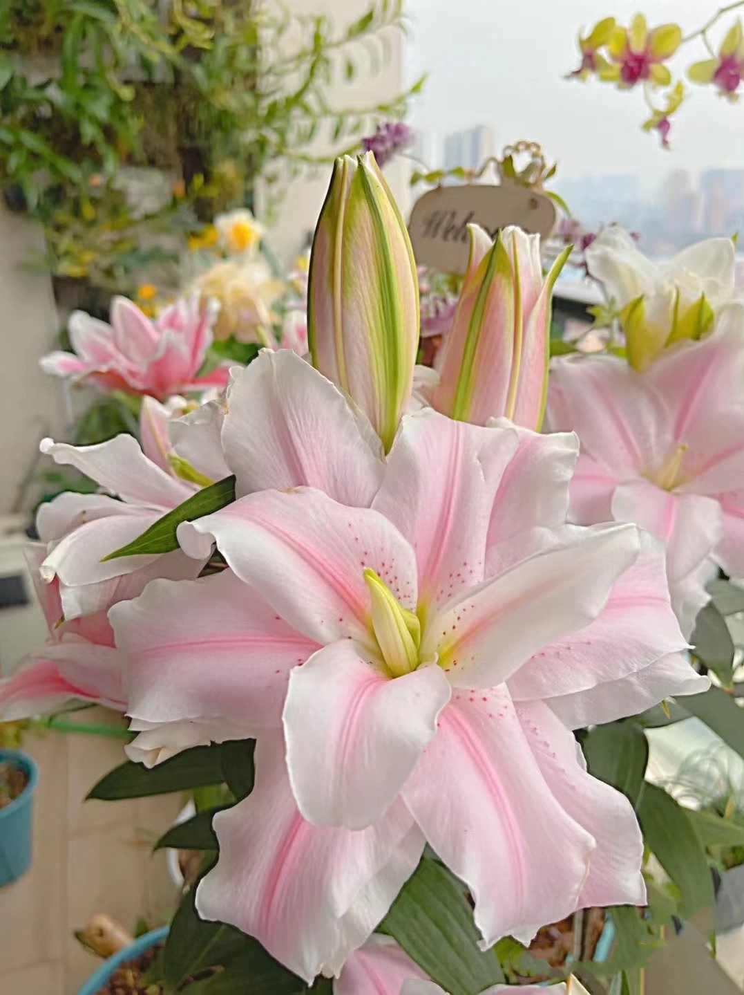 百合花种球香水百合四季开花好养花卉植物室内鲜花盆栽花种子