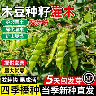 木豆种子护坡草灌木种籽园林绿化食用饲料草籽多年生耐旱耐寒生长