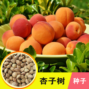 新杏子种子果树杏树种子 杏核 家杏种子山杏种子新手易种阳台庭院
