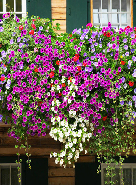 矮牵牛花种子 垂吊牵牛花籽 易种喇叭花种籽碧冬茄灵芝牡丹花卉